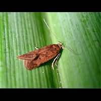 picture Brown House Moth