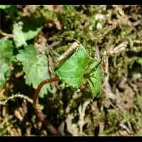 foto Nematopogon swammerdamella