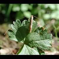 picture Nematopogon swammerdamella