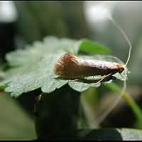 foto Nematopogon swammerdamella