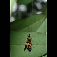 picture Nemophora degeerella