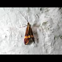 picture Nemophora degeerella