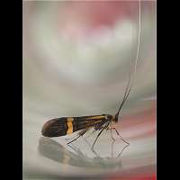 picture Nemophora degeerella