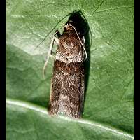 picture Acrobasis consociella