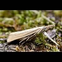 foto Agriphila straminella