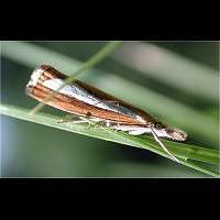 foto Catoptria margaritella