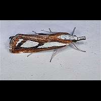 foto Catoptria permutatella