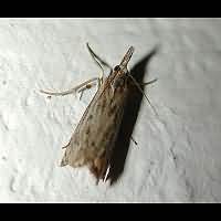 Photograph of Crambus lathoniellus