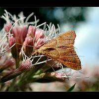 picture Rose-flounced Tabby