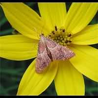 picture Rose-flounced Tabby