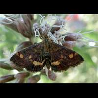 foto Pyrausta aurata