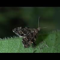 Photograph of Anthophila fabriciana