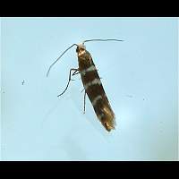 picture Argyresthia trifasciata