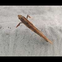 foto Caloptilia stigmatella