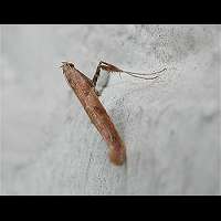 foto Caloptilia stigmatella