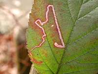 foto Stigmella aurella