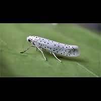 Photograph of Yponomeuta evonymella