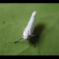 foto Yponomeuta evonymella