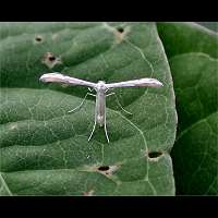 picture Pterophorus galactodactyla