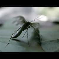 picture White Plume Moth