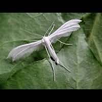 foto Pterophorus pentadactyla