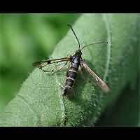 photograph of Currant Borer