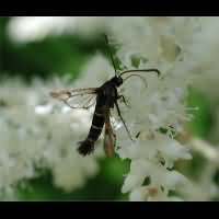 picture Synanthedon tipuliformis