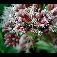 foto Synanthedon tipuliformis