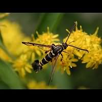 foto Synanthedon vespiformis