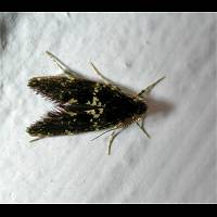 picture Narycia duplicella