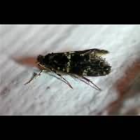 picture Narycia monilifera