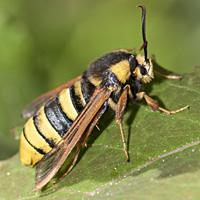 picture of Hornet Moth, Sesia apiformis