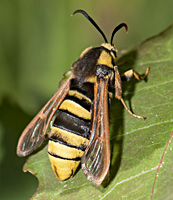 foto van Hoornaarvlinder, Sesia apiformis