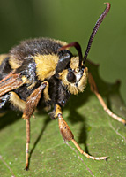 picture of Hornet Moth, Sesia apiformis