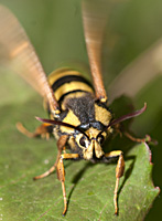 foto van Hoornaarvlinder, Sesia apiformis