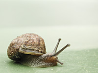 photograph of Segrijnslak, Helix aspersa, Cornu aspersum