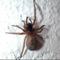 House Spider