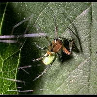 Araniella opisthographa