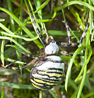 photo of Wasp spider, Argiope bruennichi