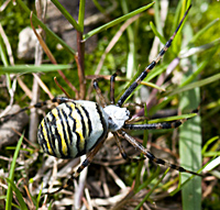 photo of Wasp spider, Argiope bruennichi