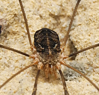 photograph of Common Harvestman