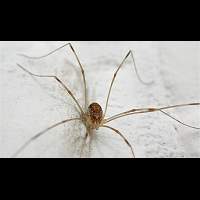 photograph of Common Harvestman