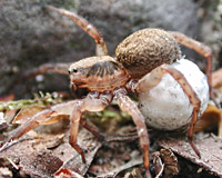 photograph of Rustic Wolf Spider / Trochosa ruricola or Trochosa terricola