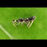 Orchesella cincta