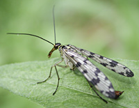 foto van schorpioenvlieg, Panorpa vulgaris