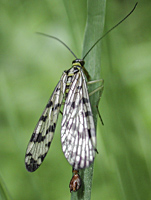 photo of Scorpionfly, Panorpa vulgaris