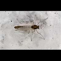 Chironomidae spec.