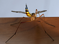 photograph of Ctenophora pectinicornis