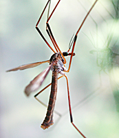 photograph of European Crane Fly (Tipula paludosa)