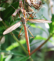 photograph of European Crane Fly (Tipula paludosa)